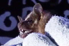 Artibeus lituratus