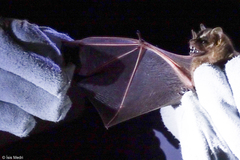Artibeus lituratus