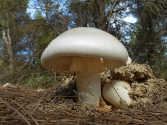 Amanita proxima