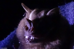 Artibeus lituratus