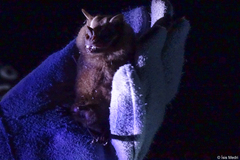 Artibeus lituratus