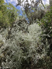 Senecio viravira