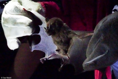 Artibeus lituratus