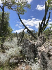 Senecio viravira