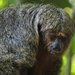 White-faced Saki - Photo (c) Tomaz Nascimento de Melo, some rights reserved (CC BY-NC-ND), uploaded by Tomaz Nascimento de Melo