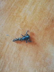 Bothriurus keyserlingi