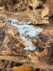 Byssocorticium atrovirens