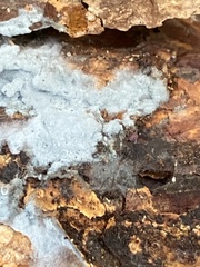 Byssocorticium atrovirens