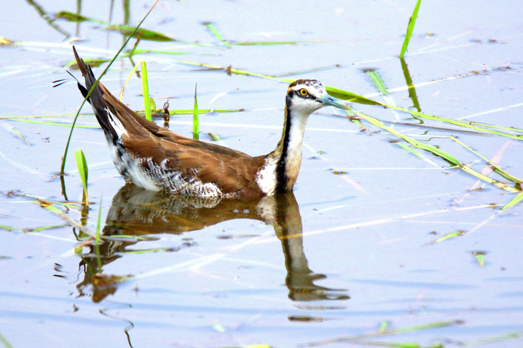 Hydrophasianus