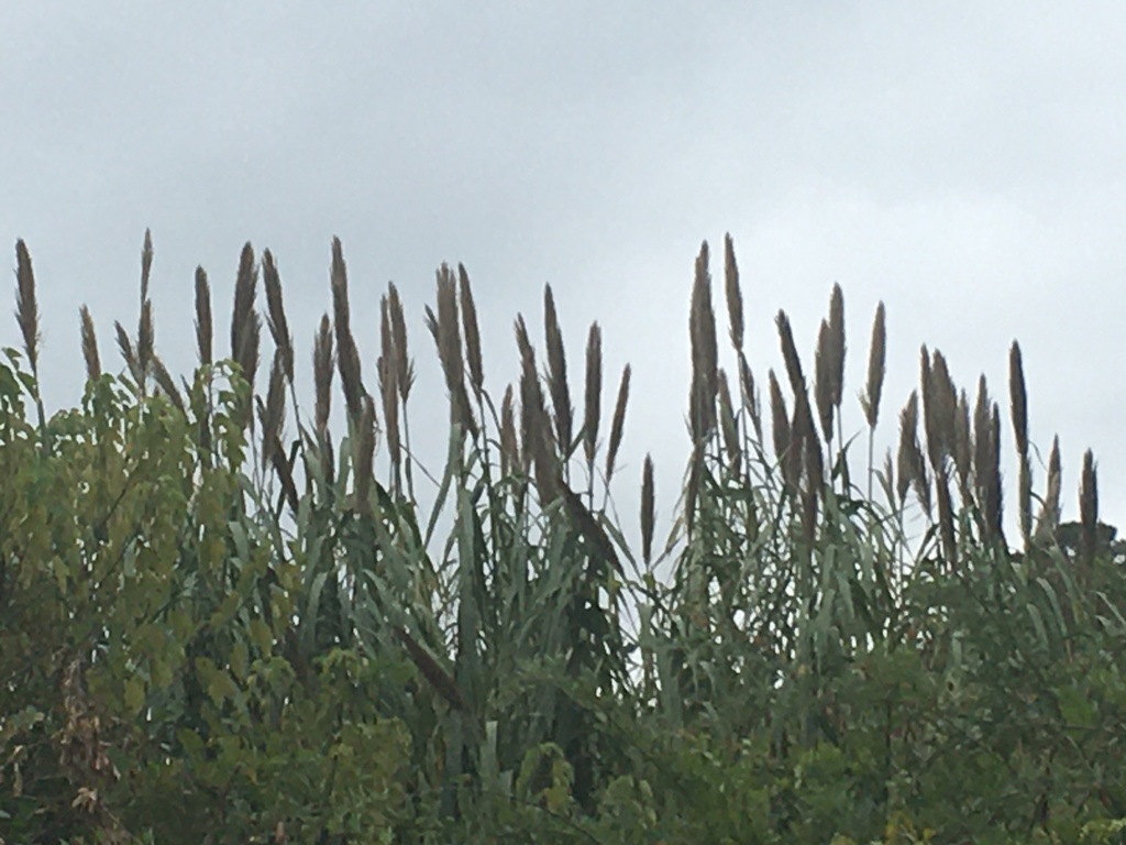 giant reed from Union Grove Rd, Lithonia, GA, US on November 11, 2021 ...