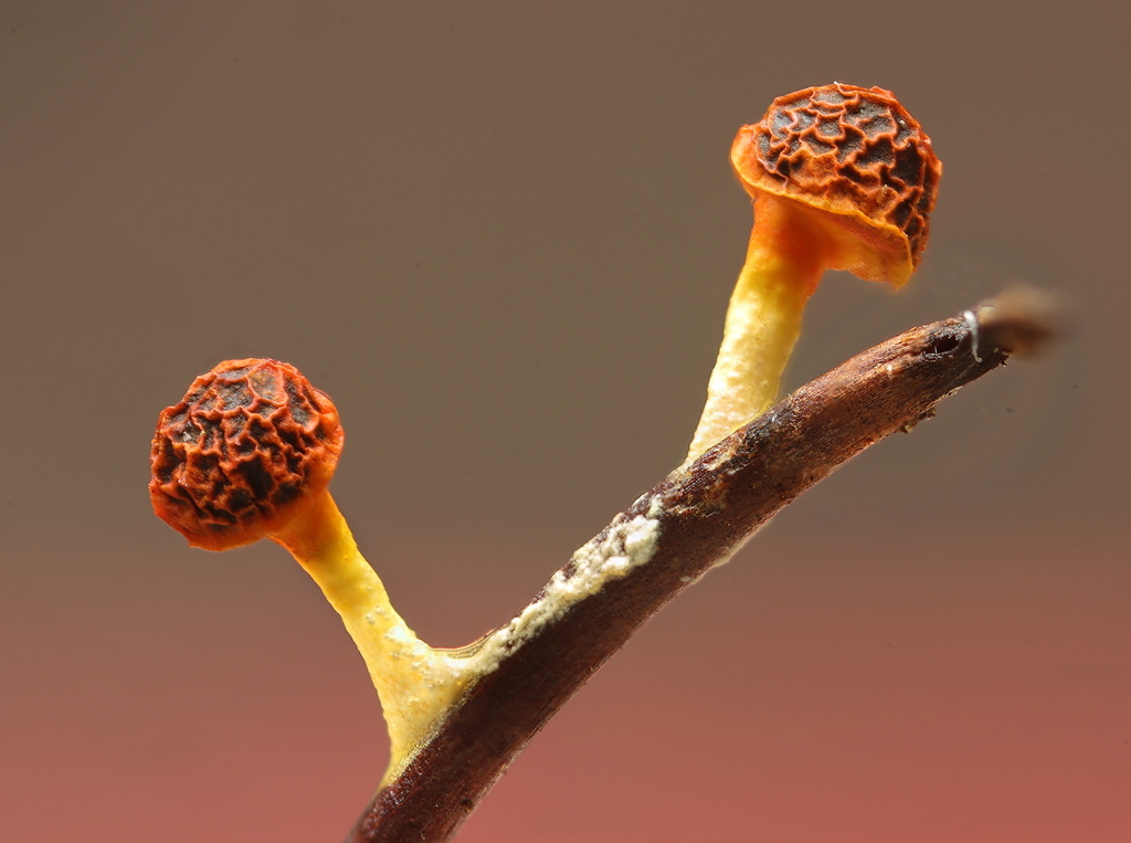 Physarum schroeteri