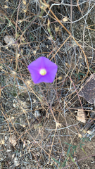 Ipomoea ternifolia