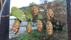 Humulus lupulus