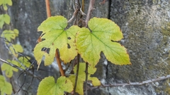 Humulus lupulus
