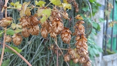 Humulus lupulus