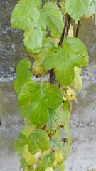 Humulus lupulus