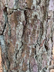 Chrysothrix chamaecyparicola