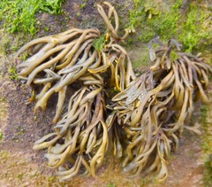 Pelvetia canaliculata