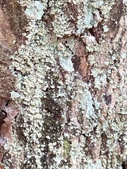 Chrysothrix chamaecyparicola