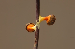 Physarum schroeteri