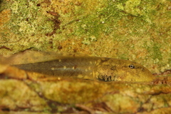 Heleophryne rosei