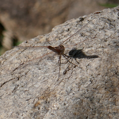 Sympetrum corruptum