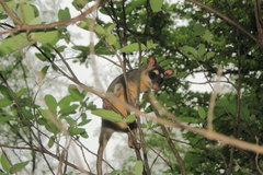 Philander opossum fuscogriseus