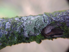 Buellia griseovirens