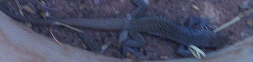 Marbled Whiptail