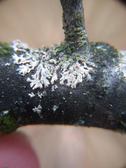 Erythricium aurantiacum