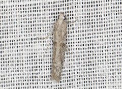 Homoeosoma vagella
