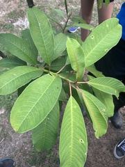 Sapium glandulosum