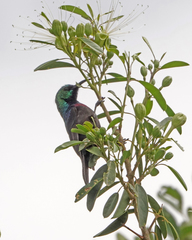 Cinnyris mariquensis