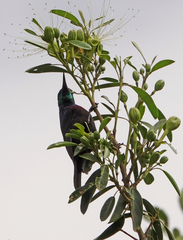 Cinnyris mariquensis