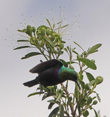 Cinnyris mariquensis