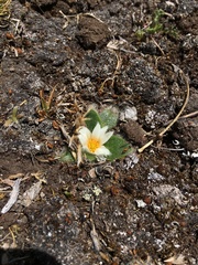 Knowltonia integrifolia