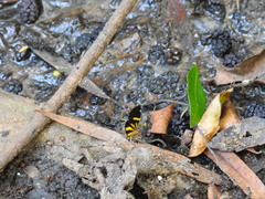 Heterusia quadruplicaria