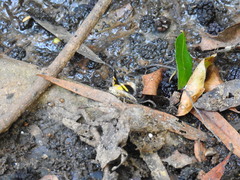 Heterusia quadruplicaria