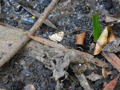 Heterusia quadruplicaria