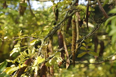 Gleditsia sinensis