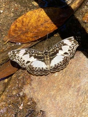 Euptera kinugnana kinugnana