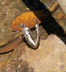 Euptera kinugnana kinugnana
