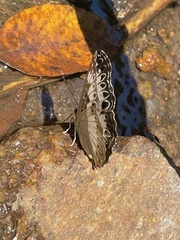 Euptera kinugnana kinugnana