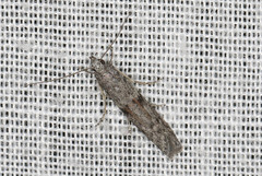 Homoeosoma vagella