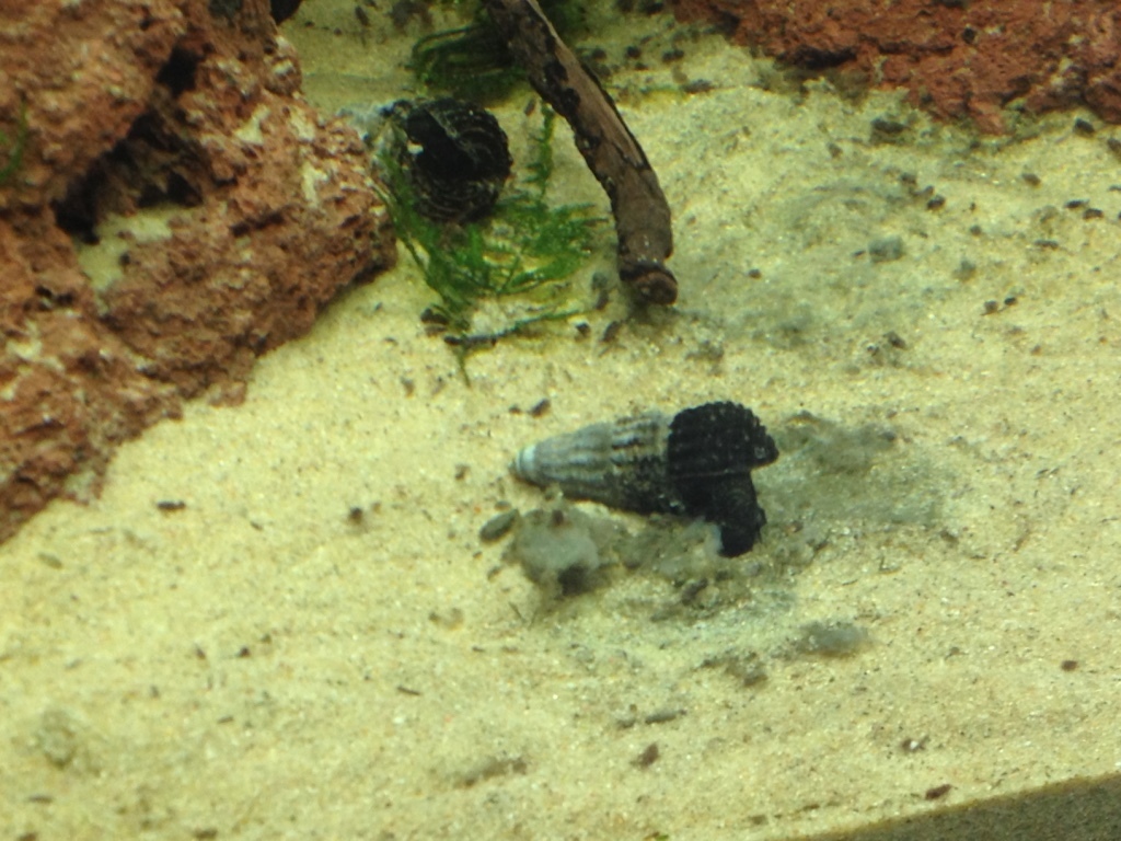 patriarch rabbit snail