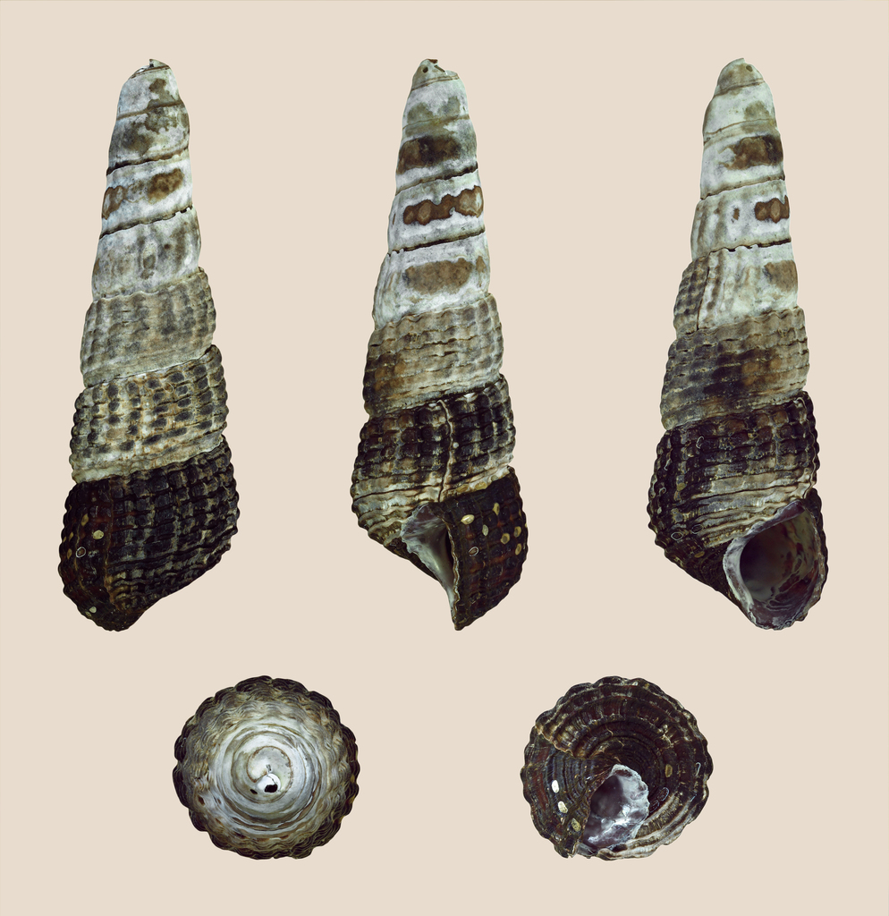 Escargot lapin à points blancs (escargot éléphant de Sulawesi) (Tylomelania patriarchalis)