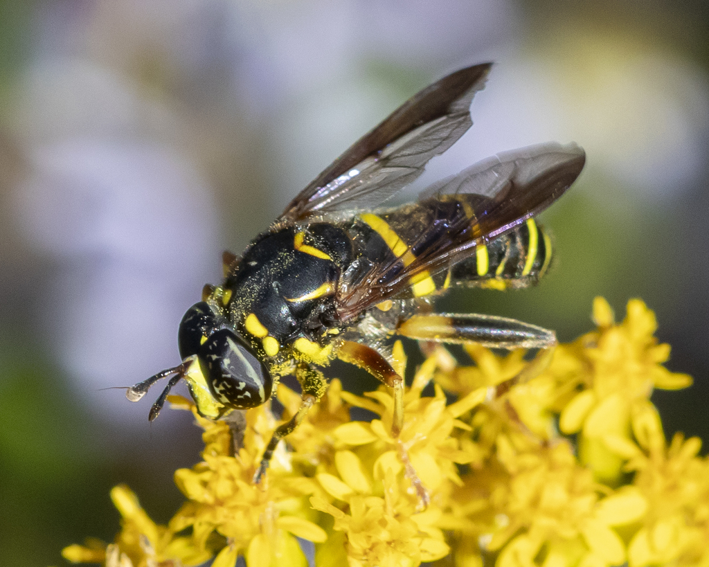 Four-lined Hornet Fly