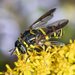 Four-lined Hornet Fly - Photo (c) Denis Doucet, some rights reserved (CC BY-NC), uploaded by Denis Doucet