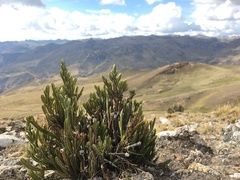 Andicolea ferruginea