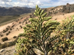 Andicolea ferruginea